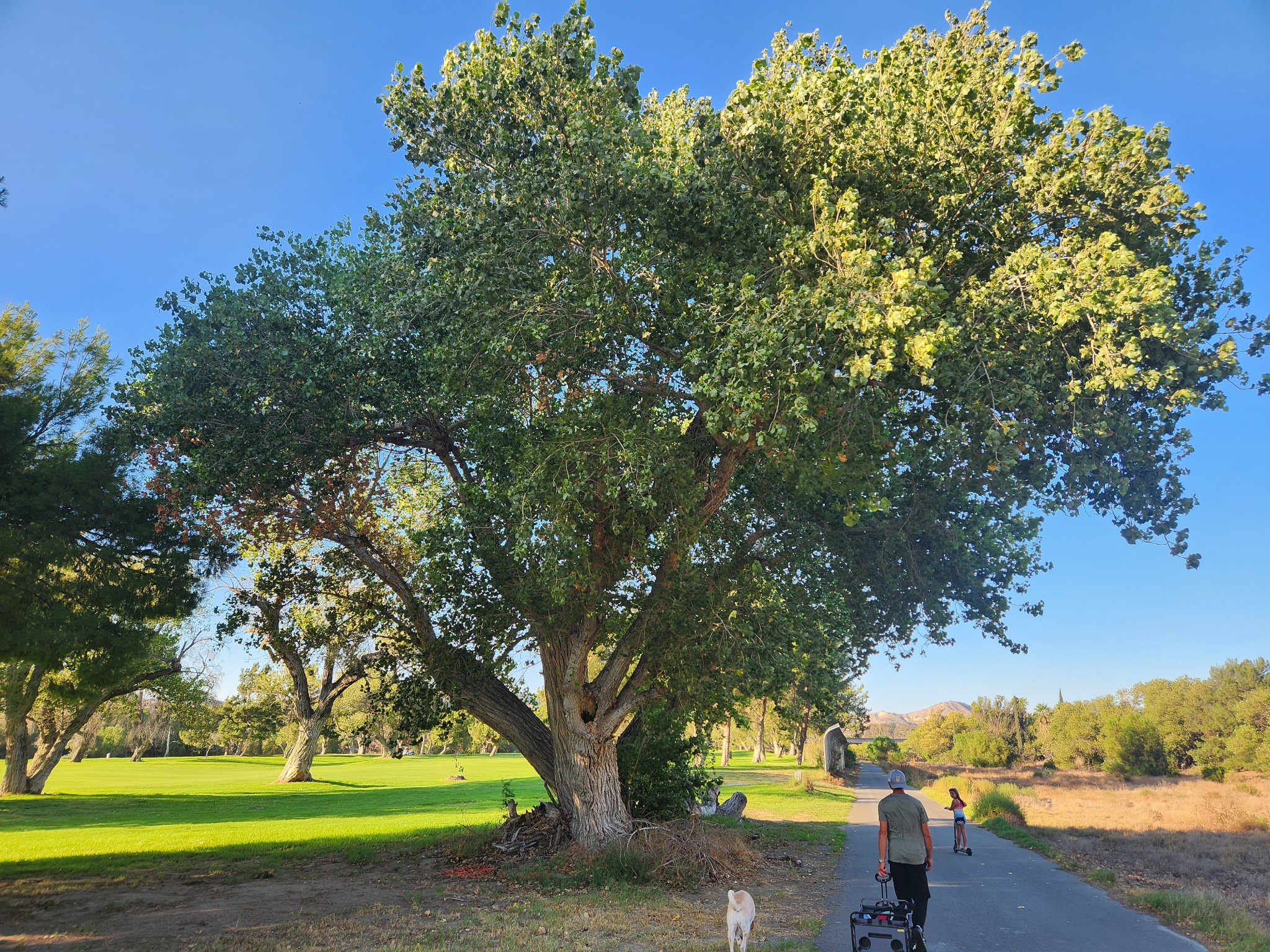 The Commons, a broad multi-trunked Fremont cottonwood beside the service road