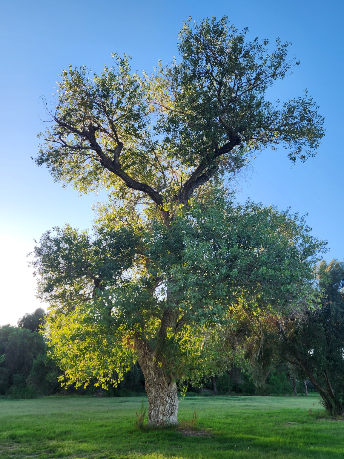 A mature Fremont cottonwood in full summer leaf