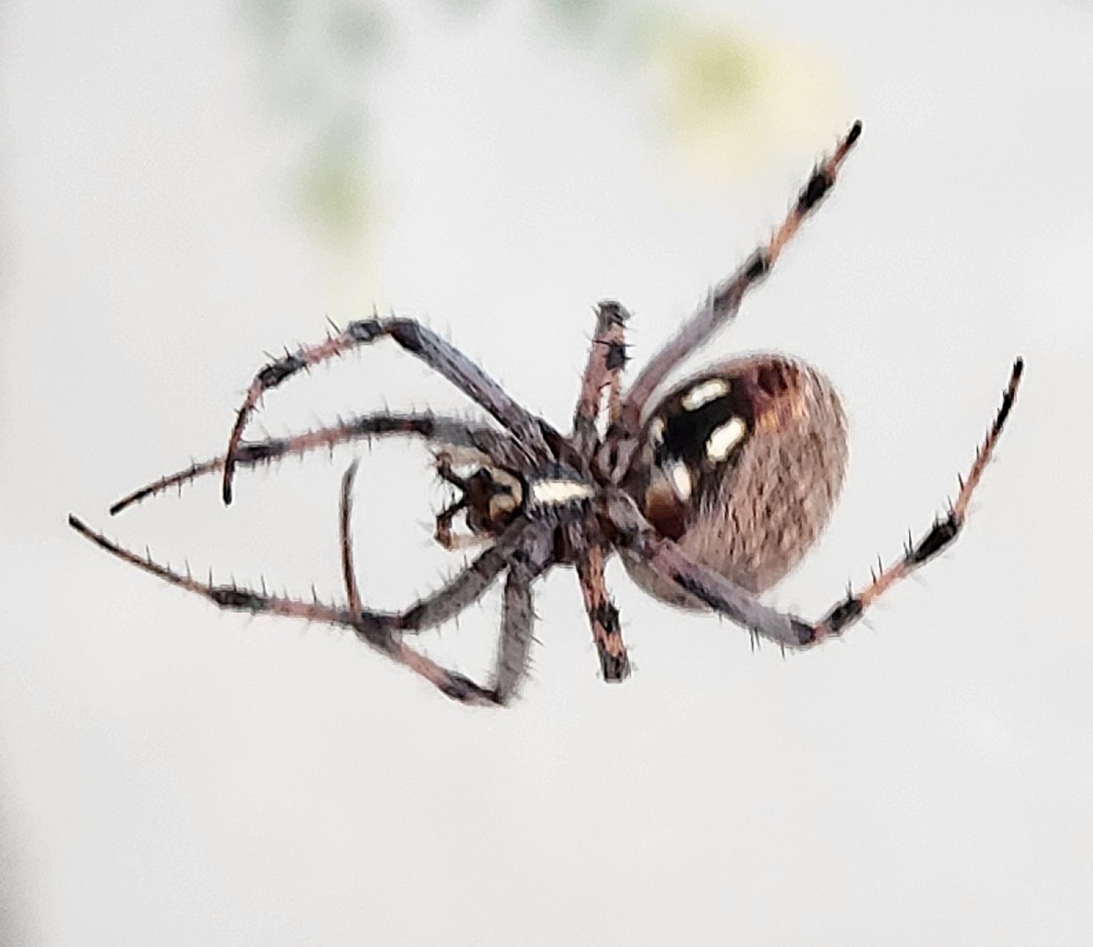 Spotted orb-weaver
